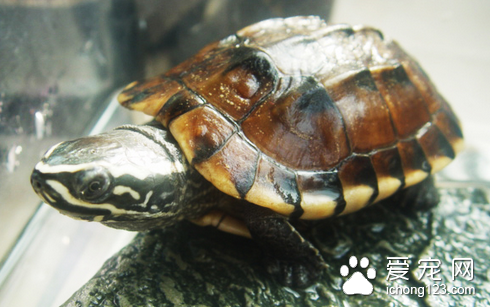 马来食螺龟图片 如何挑选马来食螺龟