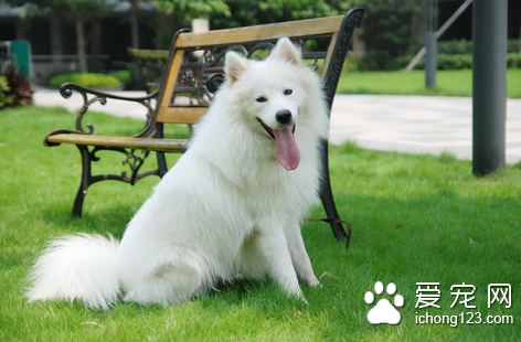 如何训练狗狗听话 详解训练犬听话的方法