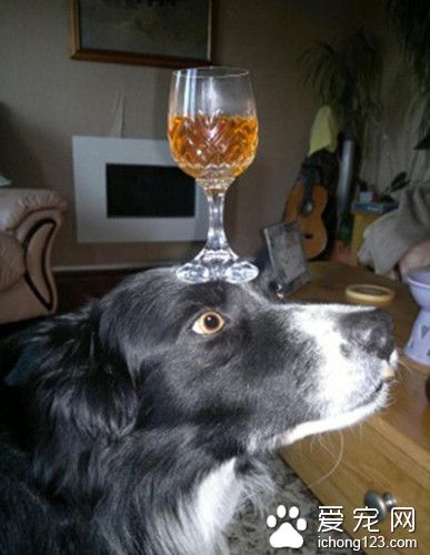 英国牧羊犬 为搏主人一笑偷练杂技