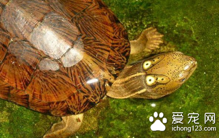四眼斑水龟图片 如何挑选四眼斑水龟