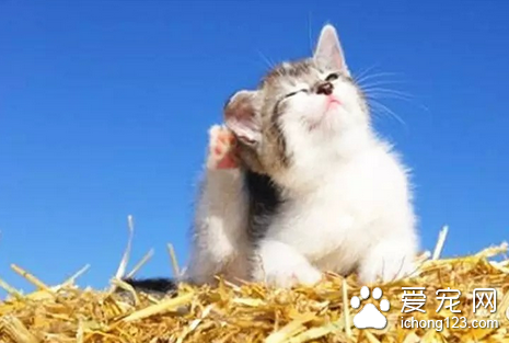 猫蠕形螨病 怎样防治猫患蠕形螨病