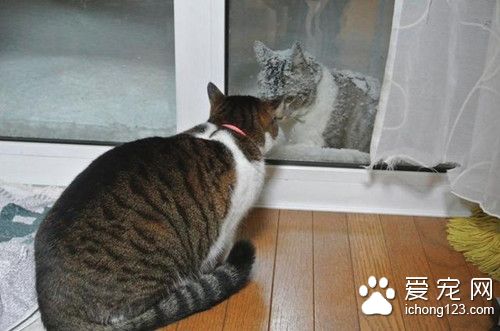 猫咪每天冒大雪找朋友，竟只是为了吵架