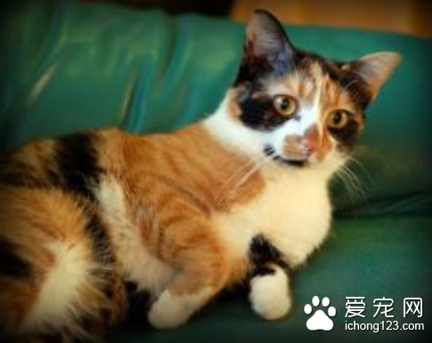 猫有跳蚤怎么办 可使用猫灭蚤灭虱项圈