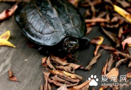 黑山龟图片 如何挑选观赏龟黑山龟