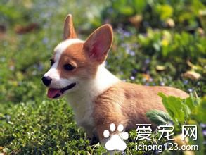 狗狗羊角风怎么办 狗狗癫痫的主要症状