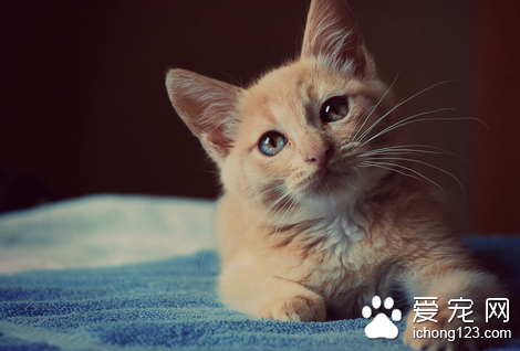 皮肤真菌病 猫患了皮肤真菌病怎么办