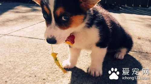 狗狗犬瘟怎么治疗 详解犬瘟症的主要症状