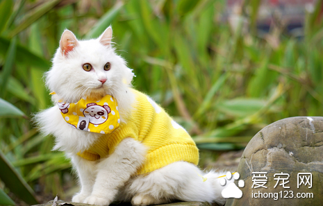 钩端螺旋体病 猫患了钩端螺旋体病怎么办