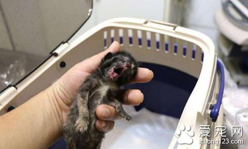 护士发现冷冰冰的流浪小猫 竟做出了这个动作