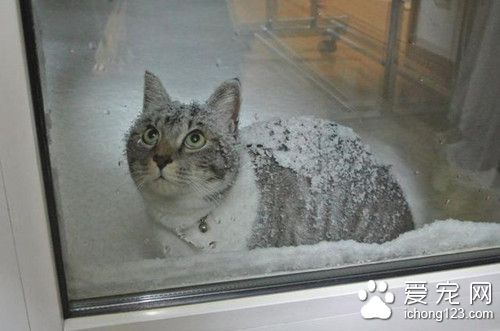 猫咪每天冒大雪找朋友，竟只是为了吵架