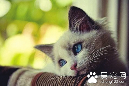 猫胃肠炎的症状 以呕吐 腹泻 腹痛 渴欲增加等