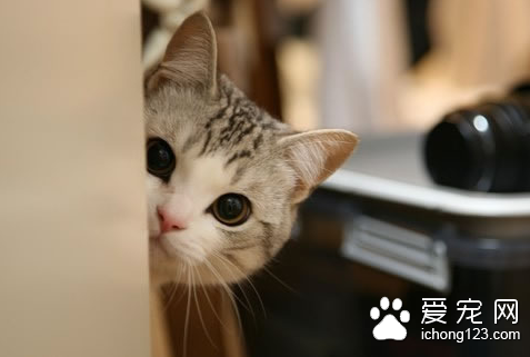 猫口炎怎么治 包括口腔黏膜炎 舌炎 齿龈炎等