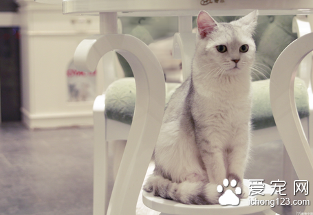 猫肠炎怎么办 严禁饲喂腐败或霉烂的食物