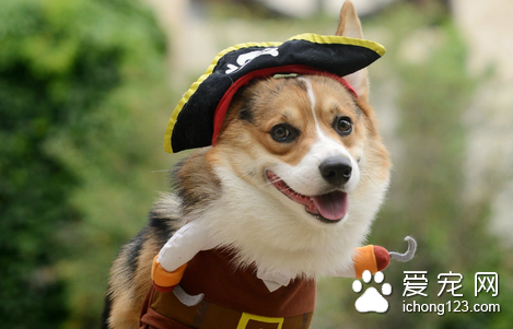 怎样让狗狗安静下来 犬安静后及时给予奖励