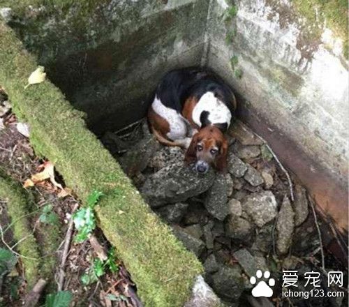 两只狗狗失踪一个礼拜 最后看到一幕太感人