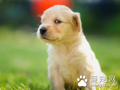 怎样训练狗狗过来 当犬来到身边时应及时奖励