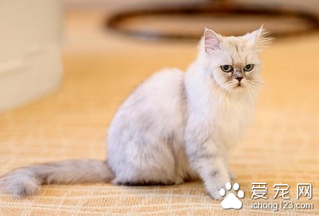 猫毛球症怎么治 灌服石蜡油或植物油3-5毫升