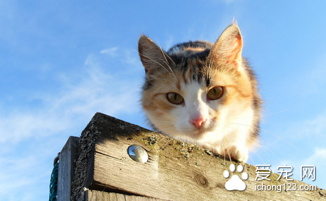猫会感冒吗 因风寒浸袭 气温骤变等导致感冒