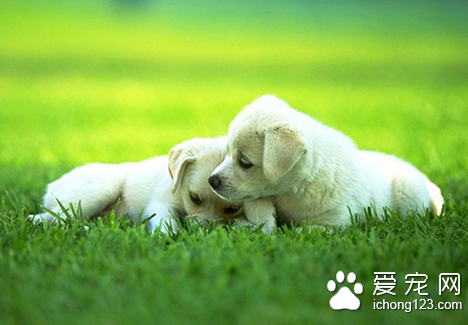 怎样训练狗狗随行 唤犬名引起犬的注意