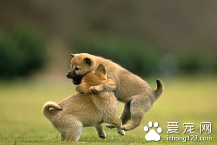 怎样训练狗狗吠叫 食物的刺激引起犬的兴奋