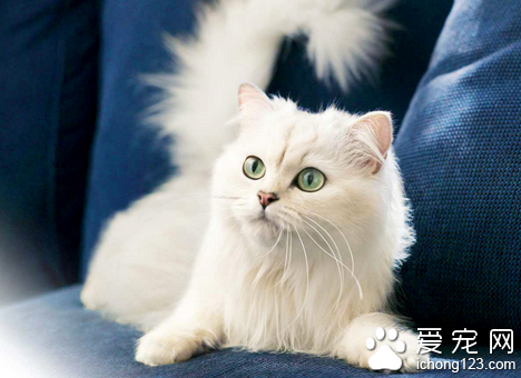 猫咪需要补充什么维生素 维生素A B1从食物获取