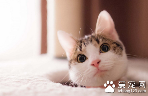猫肺炎症状 详解猫患了肺炎该怎么办