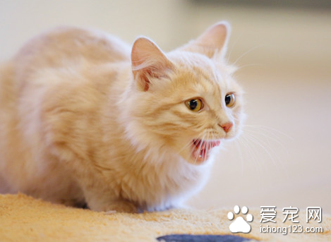 猫咪过敏怎么办 停止饲喂引起过敏的食物