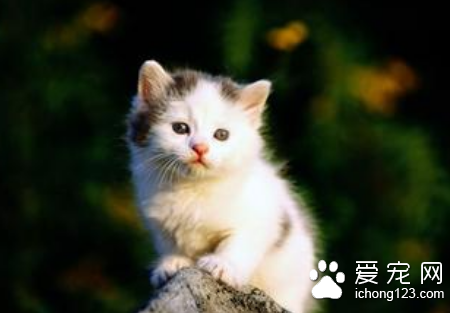 猫咪维生素A缺乏症的治疗方法 需饲料的多样化