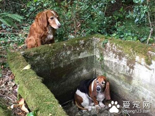 两只狗狗失踪一个礼拜 最后看到一幕太感人