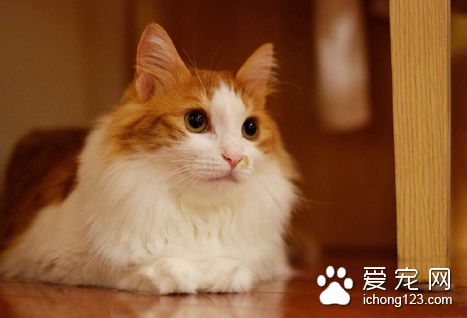 猫咪吐了怎么办 呕吐是猫经常出现的一种症状
