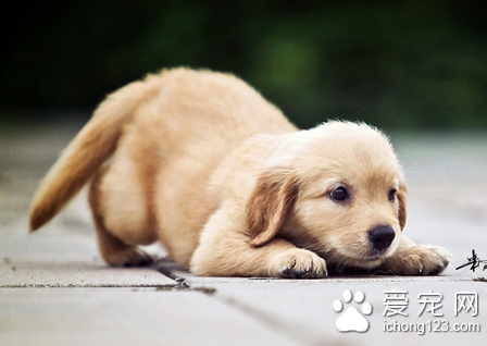 如何训练狗狗的衔取技巧 训练时必须分步进行