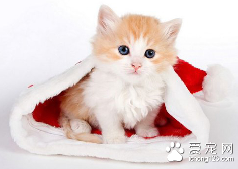 猫患了支气管炎怎么办 祛痰止咳消除炎症