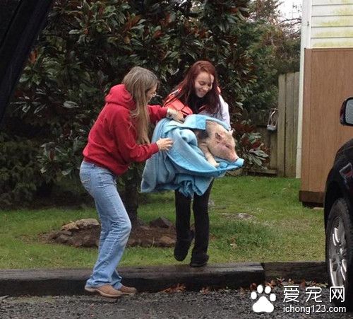 为了一箱零食 宠物猪竟活生生的变成了烤乳猪