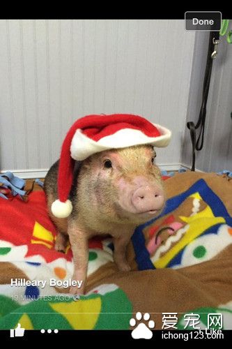 为了一箱零食 宠物猪竟活生生的变成了烤乳猪