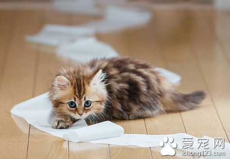 猫骨折了要怎么办 以整复固定功能恢复为原则