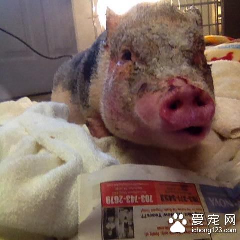 为了一箱零食 宠物猪竟活生生的变成了烤乳猪