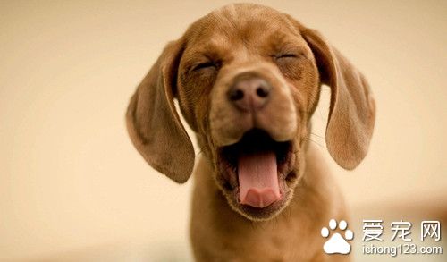 毛囊虫怎么治疗 狗狗毛囊虫的临床症状