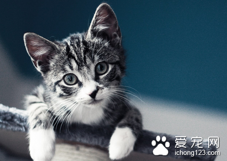 猫中毒了怎么办 猫的中毒病大多数都可以预防