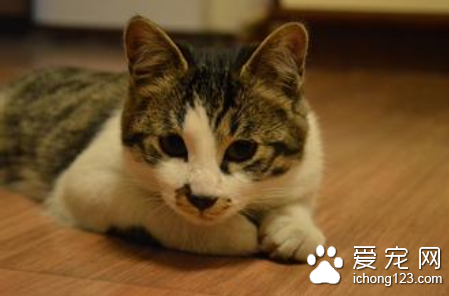 猫咪没有胃口怎么办 详解增强食欲的方法