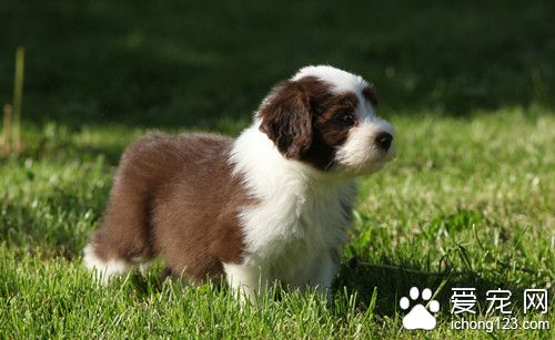 狗狗异位性皮炎症状 狗皮炎可能的过敏原