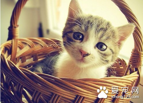 猫咪虚脱 猫发生虚脱和意外事故应怎样急救