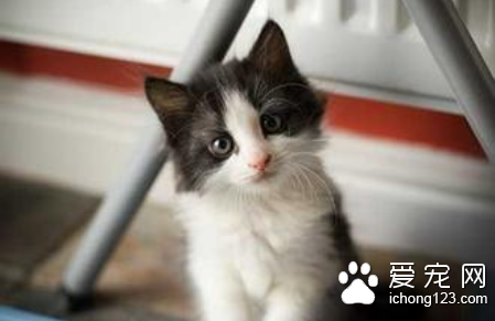 猫抓热的症状 该病发生有一定的季节性