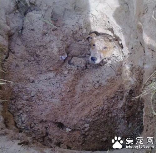 男子马路边发现一小坑 宠物狗遭活埋
