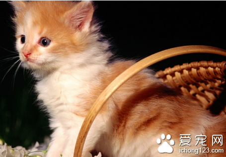 被猫咬伤怎么办 时进行处理以免感染发炎