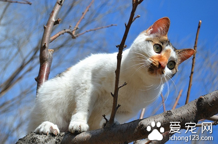 猫患了尿石症怎么办 改进配方给予清洁水份