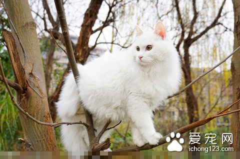 猫拉稀怎么办 腹泻大多数是胃肠炎引起的