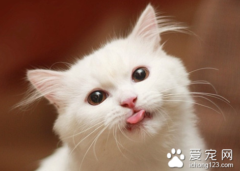 猫结膜炎症状 猫患了结膜炎怎么办呢