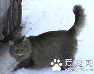 3个月大婴儿被遗弃 若不是这只猫咪就悲剧了