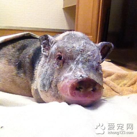 为了一箱零食 宠物猪竟活生生的变成了烤乳猪