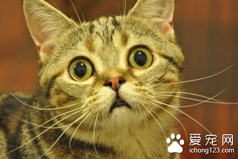 猫咪患肾病怎么办 饲喂低钠高蛋白食物